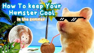 Keeping Your Hamster Cool in the Summer! 🐹☀️