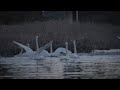 浪江町の白鳥　2024年 冬　swans have returned to fukushima again this year shot on canon eos r5 c