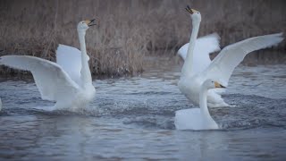 浪江町の白鳥　2024年 冬　Swans have returned to Fukushima again this year | Shot on Canon EOS R5 C