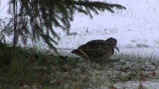 Eurasian Woodcock