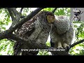 mummy spotted wood owl tenderly allopreening with owlet singapore