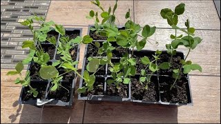 秋天种雪豆/荷兰豆 | Planting Snow Peas in Autumn