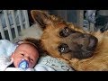 German Shepherd Protects Babies and Kids Compilation