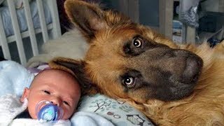 German Shepherd Protects Babies and Kids Compilation