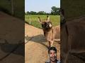 Funny 🤣 Donkeys Speaking 🫏  Donkeys Funny #shorts #drstargold #funny