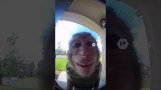 OKIE DOKIE!! #monkey #funny #ai