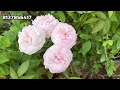 പുതിയ rose ലോഡ് വരുന്നുണ്ടേ sale flowers rosenursery gardening rose rosegardening viralvideo