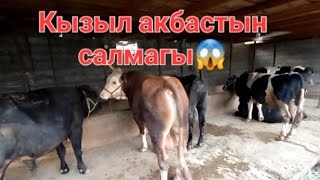 Бука бордакылау /Кызыл акбастын шыгыны мен пайдасы #бука #малбордақылау #мясо #откорм