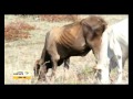 Zimbabwe seeks billions to tackle famine