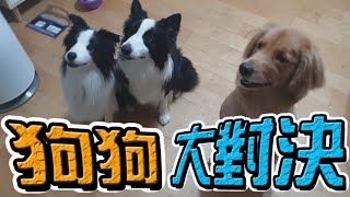 狗狗的對決，邊境牧羊犬與黃金獵犬【阿杰】(毛孩鮮食館)