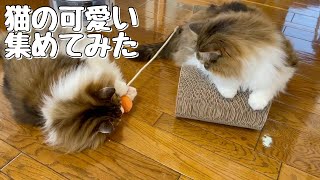 猫の可愛い集めてみました【ノルウェージャンフォレストキャット】