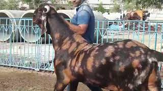 Mashallah heavyweight Sirohi Bakra 150+zam zam goat farm