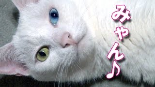 床でスリスリ甘える白猫ユキ♪  Spoiled white cat Yuki