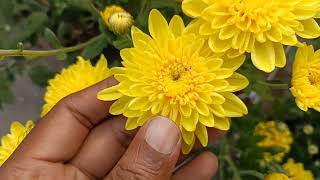 Chrysanthemum types and Variety, 20 different types ka Guldaudi