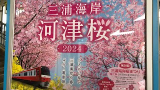 誕生日🎂特別企画🌸京急三浦海岸の河津桜🌸を見に行ってきた〔BGM付き〕