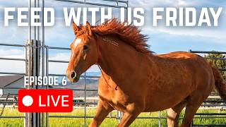 Feeding Our Horses and Mules LIVE At The Ranch! (FWUF)