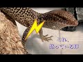 【reptiles】激荒トカゲ〜チモールモニターと私たちとの根気勝負！lizard thymol monitor.