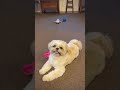 遊んで欲しい時の仕草が可愛すぎる シーズー 犬のいる暮らし 犬のいる生活 shorts dog shihtzu