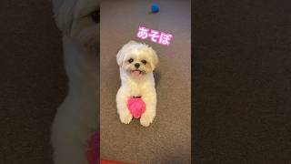 遊んで欲しい時の仕草が可愛すぎる#シーズー #犬のいる暮らし #犬のいる生活 #shorts#dog #shihtzu