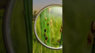 Brown Plant Hopper Control In Paddy | BPH | Rajz Agritech #bph