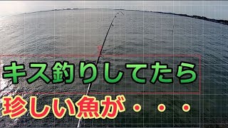 キス釣りで堤防からちょい投げと遠投したら珍しい魚が釣れた！！