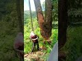 বিশেষজ্ঞ গাছ কাটার treecutting cuttingskills