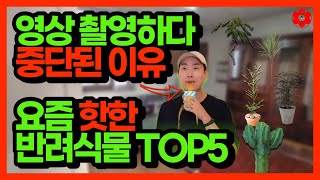 식물초보자가 키우기 쉬운 반려식물 TOP 5