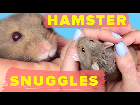 How To Teach Your Hamster To Snuggle How To Teach Your Hamster To Snuggle