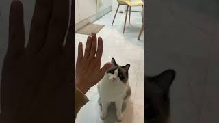 손 주고 하이파이브하는 고양이 A cat can shake hands and give high five