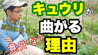 キュウリが曲がる理由考察と支柱誘引比較実験【自然農】2021年7月12～14日,5～6月