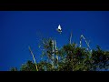 野鳥　 オーストラリア　 オーシャンaus オーストラリアの鳥を見よう！ 101 let s watch australian birds.