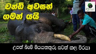 උපන් බිමෙ මියෙනතුරු සටන් කල වීරයා.