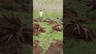 panen ubi singkong sarunai gajah isinya super #shorts #viral #youtubeshorts #singkong #petani