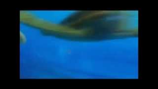 Finding Nemo, You So Totally Rock Squirt.wmv