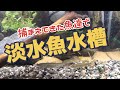 【川魚】ガサガサで捕まえた川魚で清流レイアウト水槽を立ち上げる！