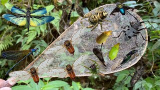 cicada: the forest musician |beetle|jumping spider|dragonfly