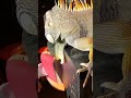 グリーンイグアナ　手がパックリ破れてる　 greeniguana 脱皮