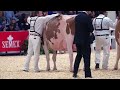 5 year old red u0026 white holstein at the royal 2024.premium apple crisp lily red