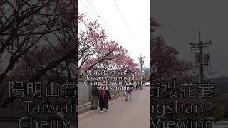 陽明山賞櫻  平菁街櫻花巷  Taiwan Taipei Yangmingshan Cherry Blossom Viewing