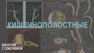 Кишечнополостные