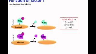 Factor I