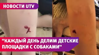 Жители ул. Туркестанской в Оренбурге рассказали, как уживаются с бездомными собаками