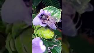 குறிஞ்சி தேன்#neelakurinji #honeybee #munnar#kerala #idukki #kallipara #nature full video 👇👇👇👇👇👇👇