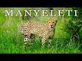 Kruger Safari Documentary (4K) - Manyeleti, South Africa