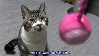 ボールに素早く！可愛く！猫パンチを食らわすリキちゃん☆猫じゃらしでダッシュ・ジャンプ大暴れな猫【リキちゃんねる　猫動画】Cat videos キジトラ猫との暮らし