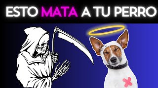 🚨 Urgente para Dueños de Perros: Evita Estos 13 Peligros Comunes 🐕‍🦺