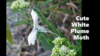 Cute white plume moth (Pterophorus pentadactyla)