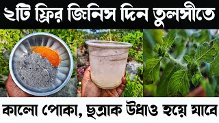 ফ্রিতে তুলসির উপর থেকে ভাগবে কালো পোকা | তুলসীজি আবার সবুজ এবং ঘন হয়ে উঠবে | এখুনি করুন এই কাজ