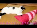 【ねこ動画】おもちゃを自分で持って遊ぶねこがちょっと可愛い