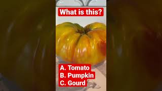 What is this? Tomato, Pumpkin or Gourd